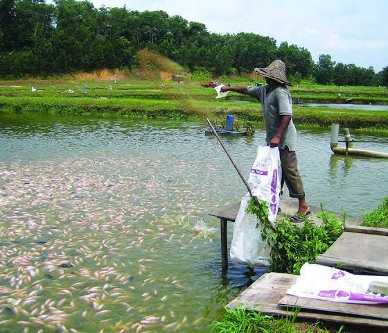 Fish Feeds