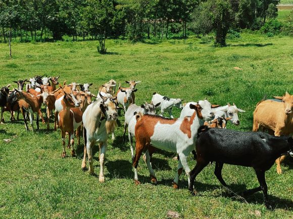 Ensuring the well-being of livestock: a guide to animal welfare in farming